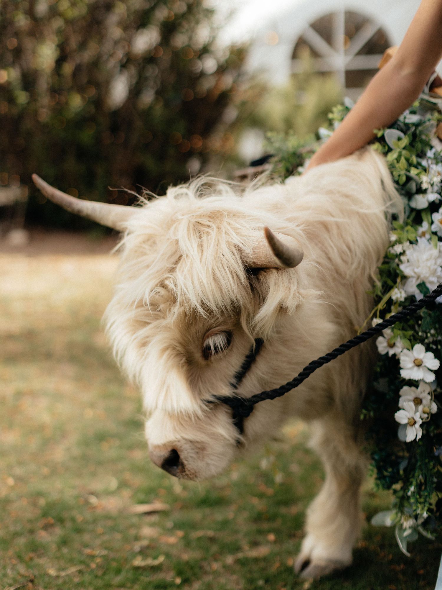 Adorable white Highland cow with flower wreath at an outdoor wedding ceremony.
