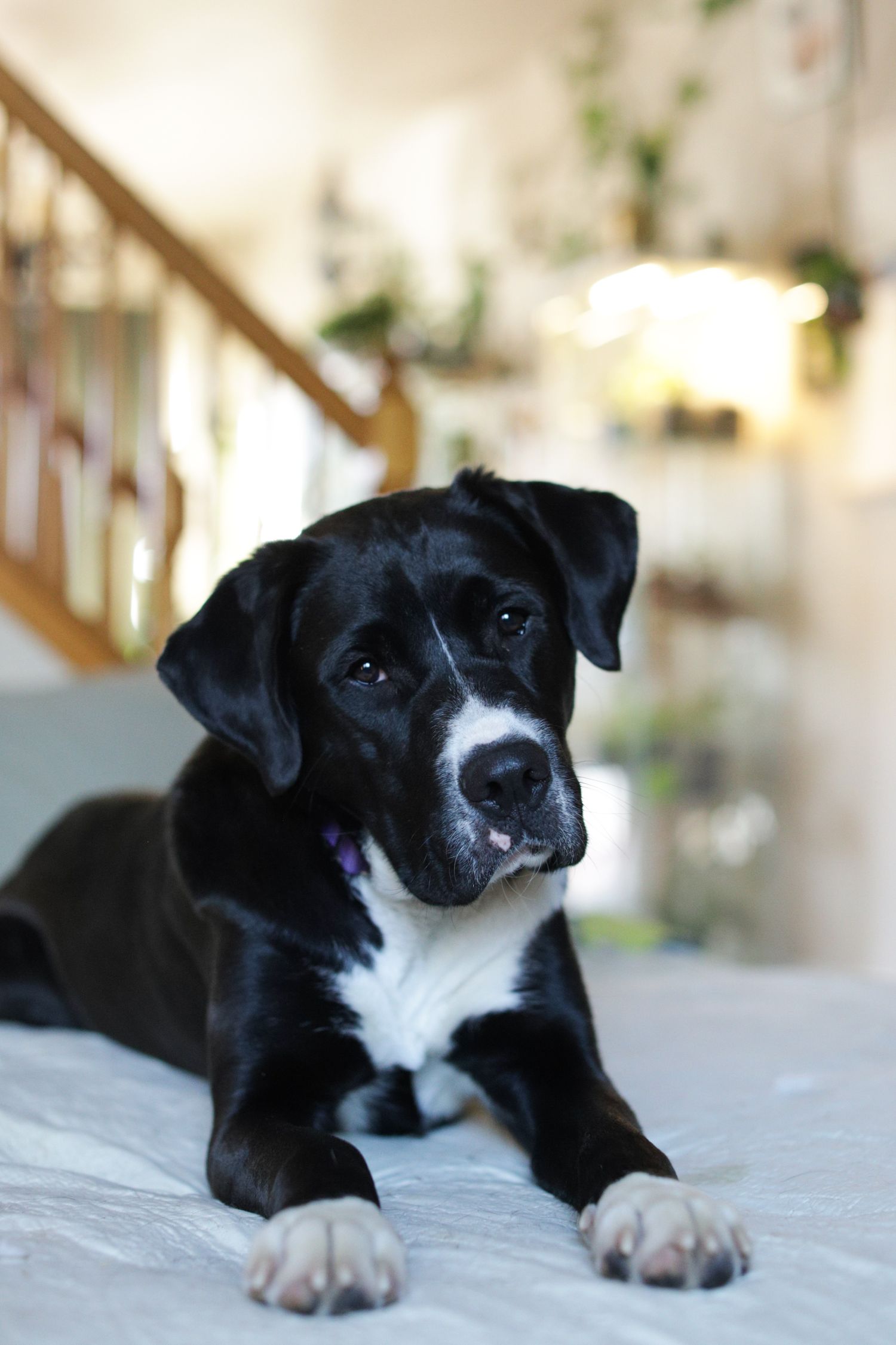 A black and white mixed breed dog with soulful eyes lies on a light colored blanket in a cozy home setting.