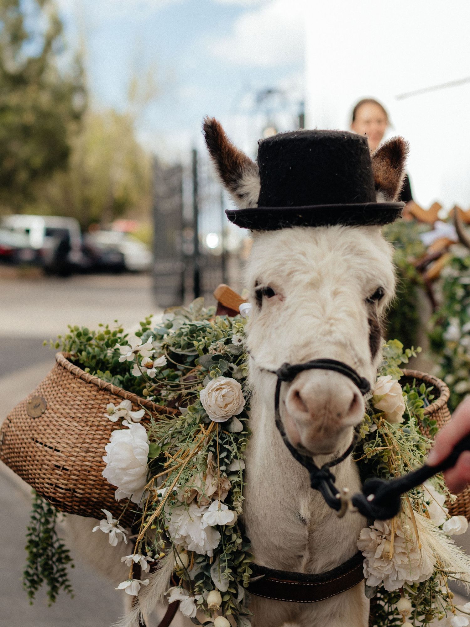 Adorable white donkey wearing a top hat and floral garland serves as a charming wedding ring bearer.