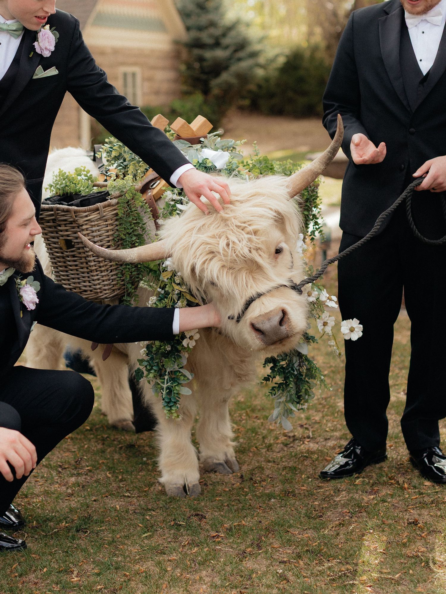 Groomsmen in black suits pose with decorated Highland cow wearing floral wreath at outdoor wedding.