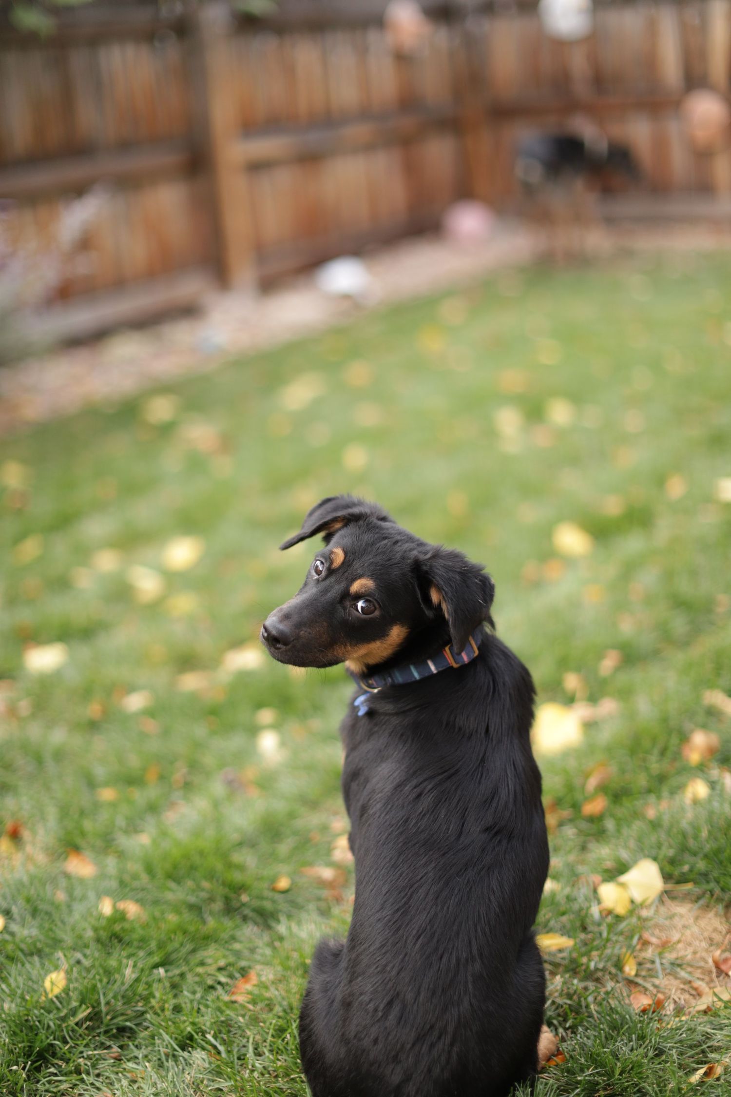 A black and tan dog sits in a fenced backyard with fallen autumn leaves scattered on the grass.
