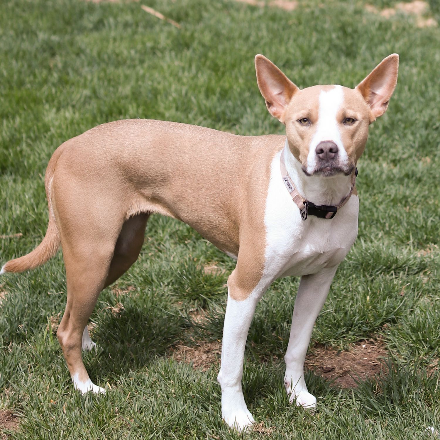 A tan and white mixed breed dog with pointed ears stands alertly on green grass wearing a black collar.