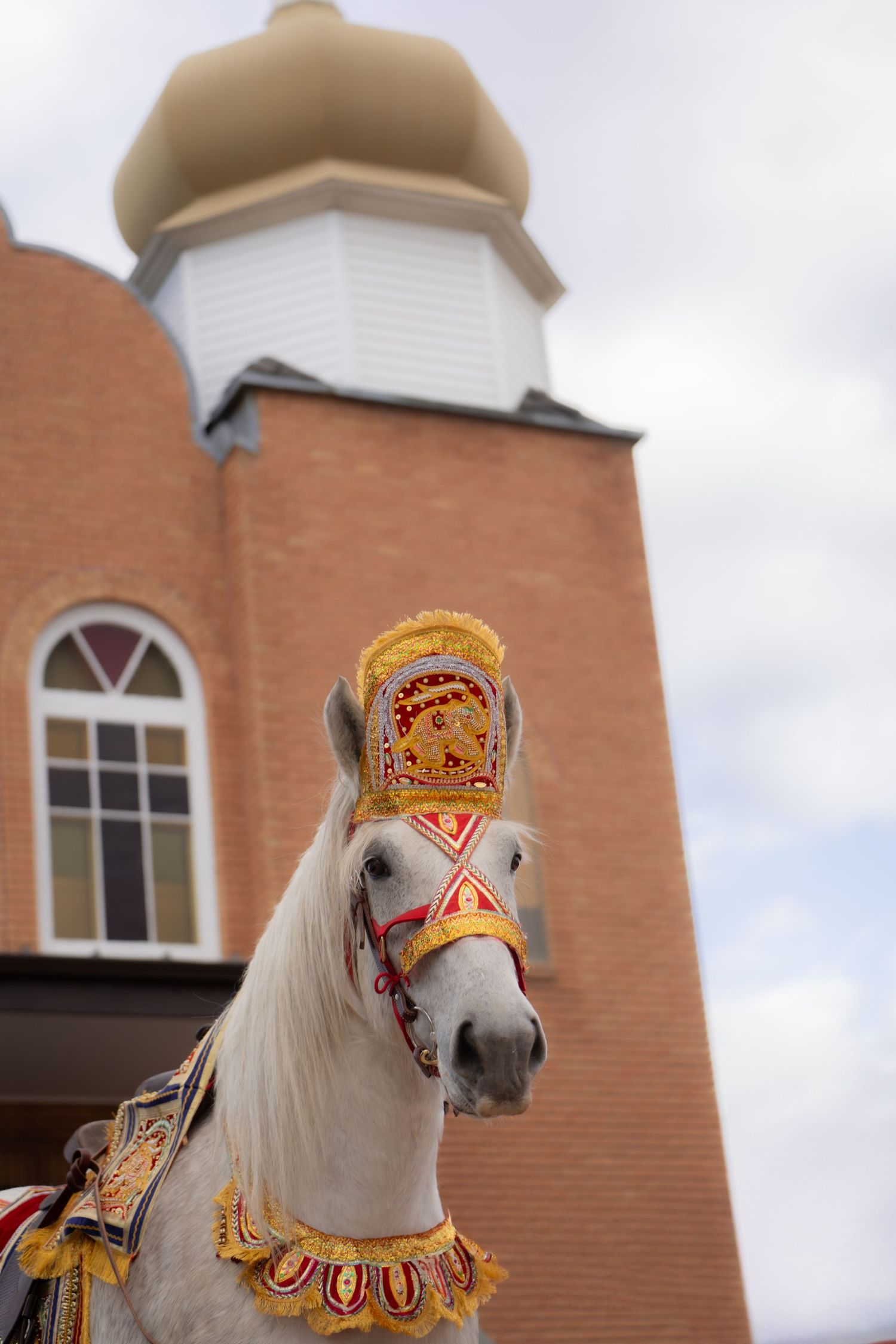 white horse, Baraat, bharaat, Barat, Indian wedding, horse for hire, rental, rent, droll drummer, south asian fashion, horse and carriage