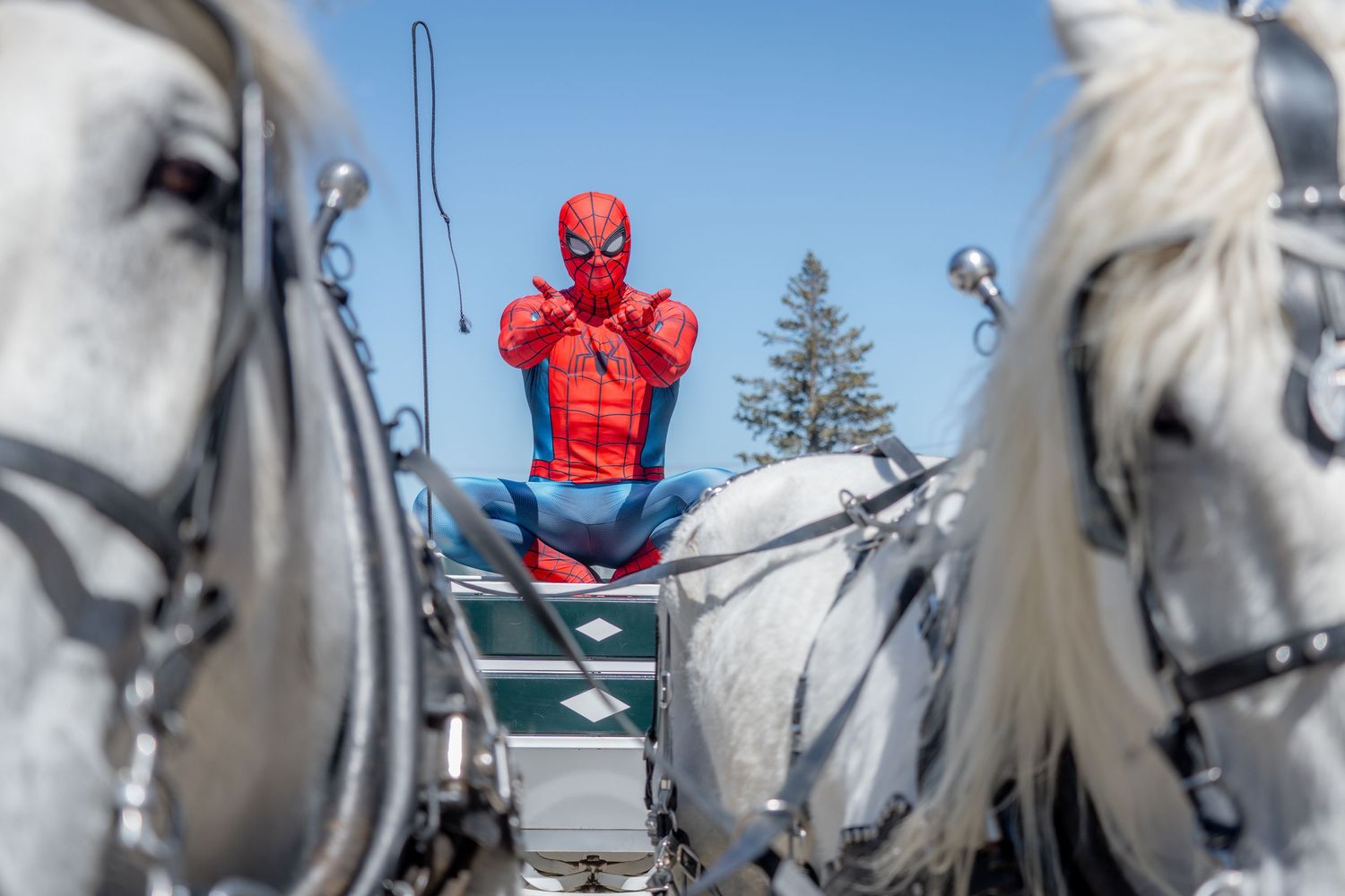 Horse and Carriage, Rental, Rentals, for Weddings, spider man, Elsa, princess, hire, wagon rides, sleigh, Disney, engagement, cinderella
