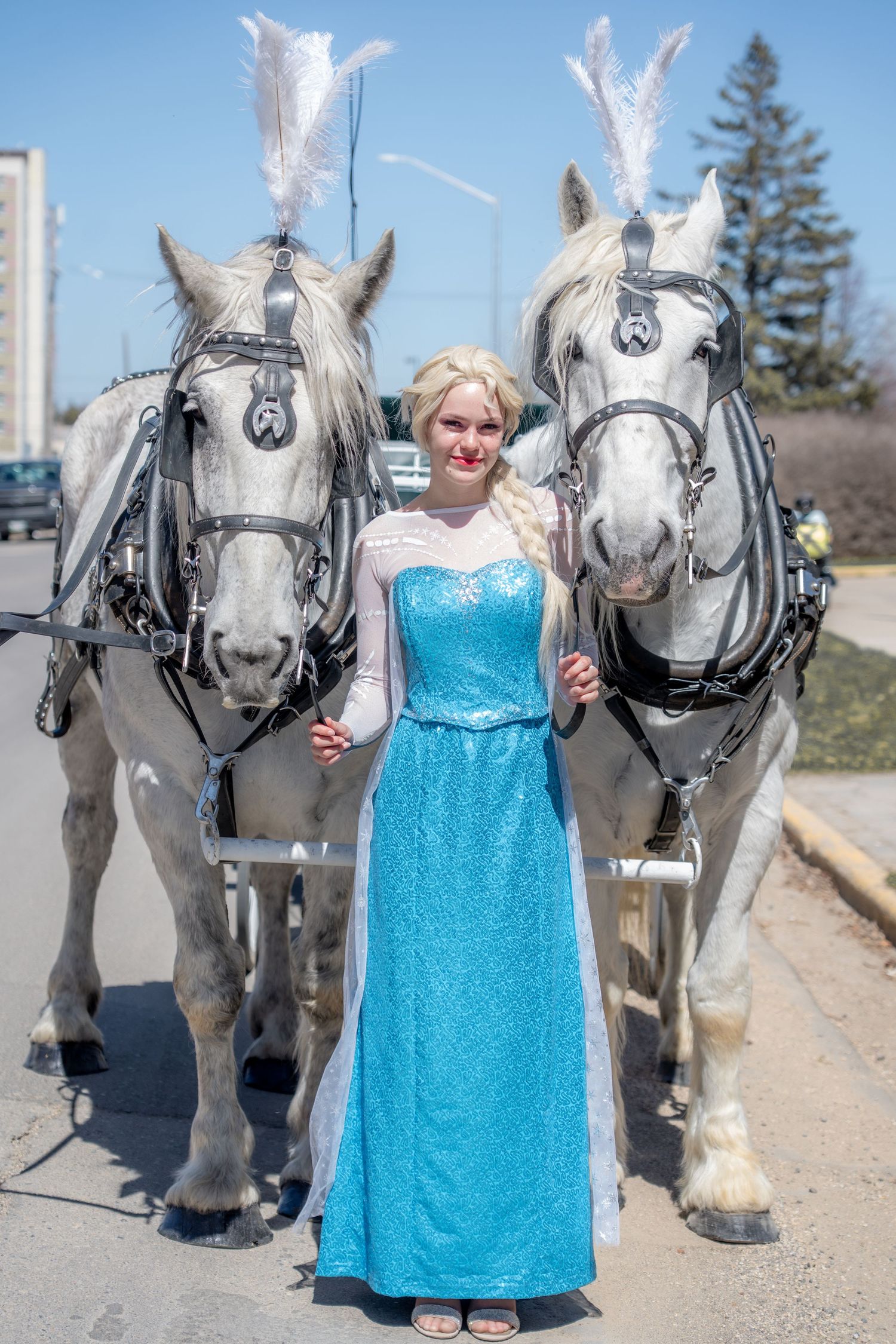 Horse and Carriage, Rental, Rentals, for Weddings, spider man, Elsa, princess, hire, wagon rides, sleigh, Disney, engagement, cinderella