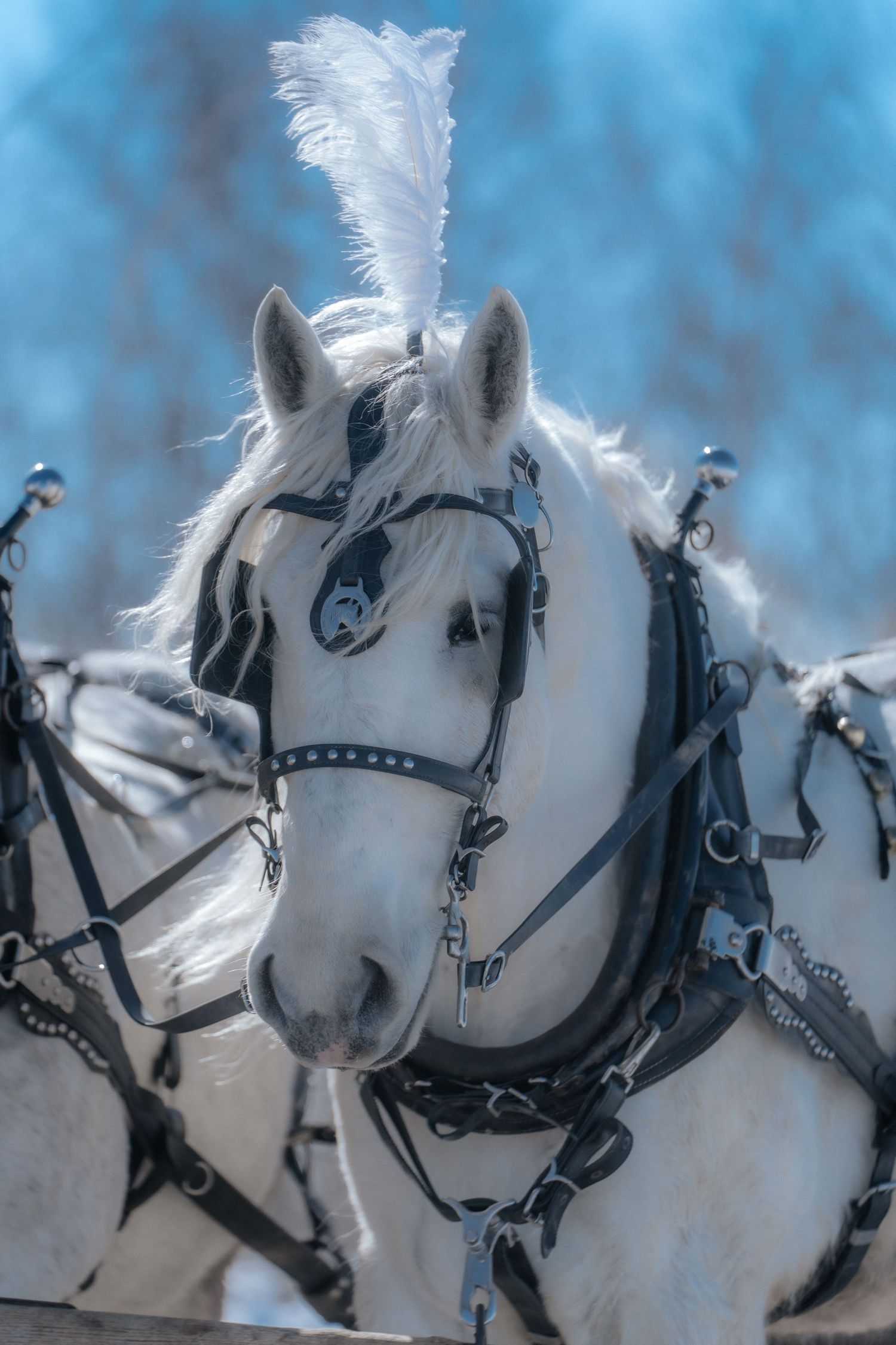 Horse and Carriage, Rental, Rentals, for Weddings, Wedding, Horse and Buggy, hire, wagon rides, sleigh rides, white horse, corporate events