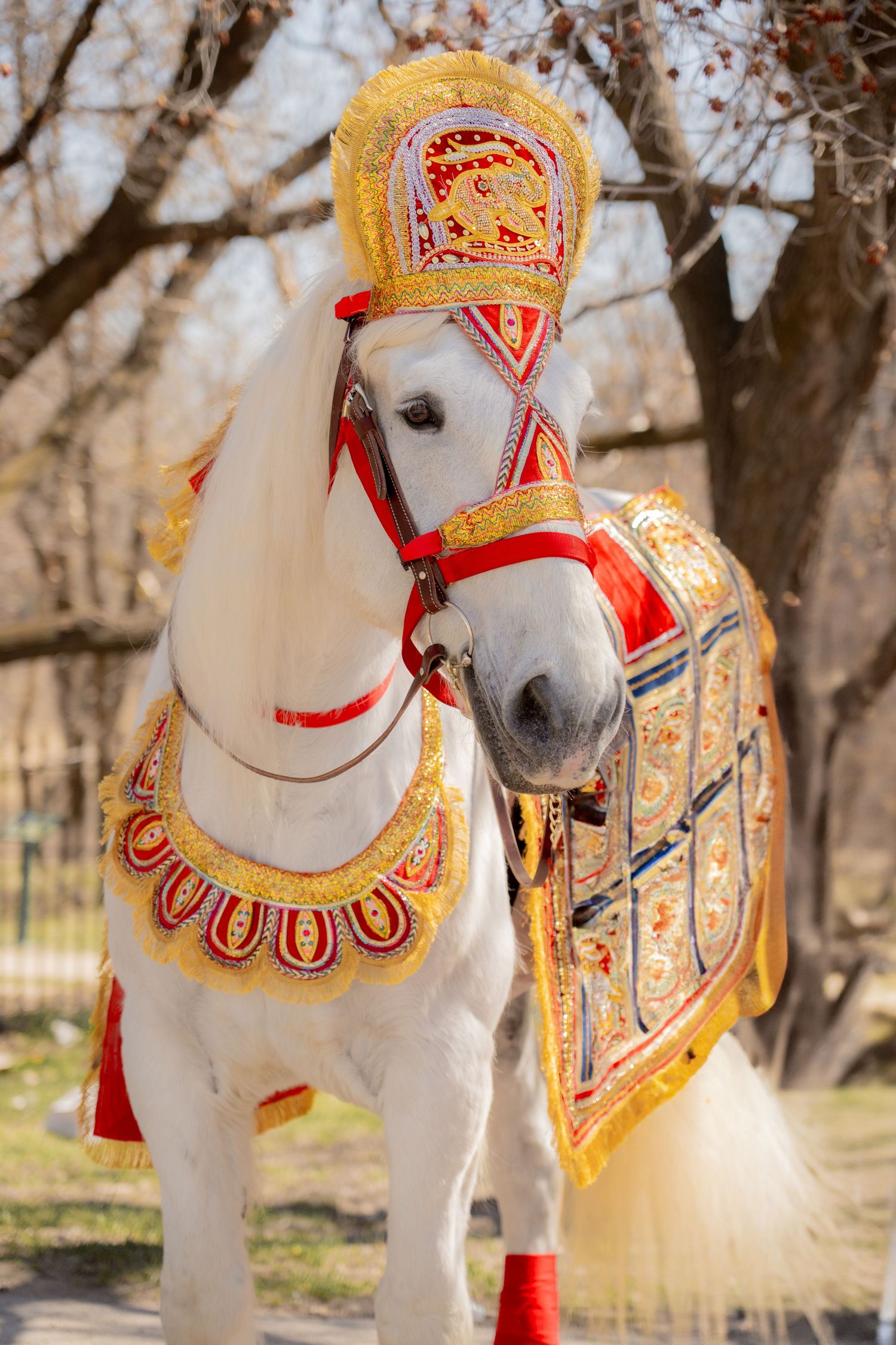 white horse, Baraat, bharaat, Barat, Indian wedding, horse for hire, rental, rent, droll drummer, south asian fashion, engaged, engagement