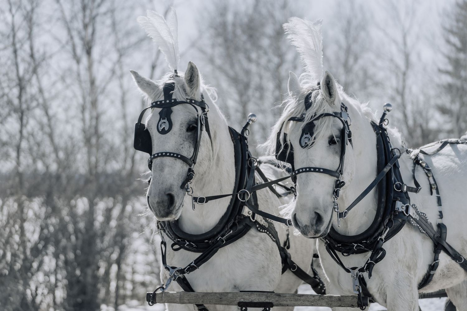 Horse and Carriage, Rental, Rentals, for Weddings, Wedding, Horse and Buggy, hire, wagon rides, sleigh rides, white horse, QUINCEANERA