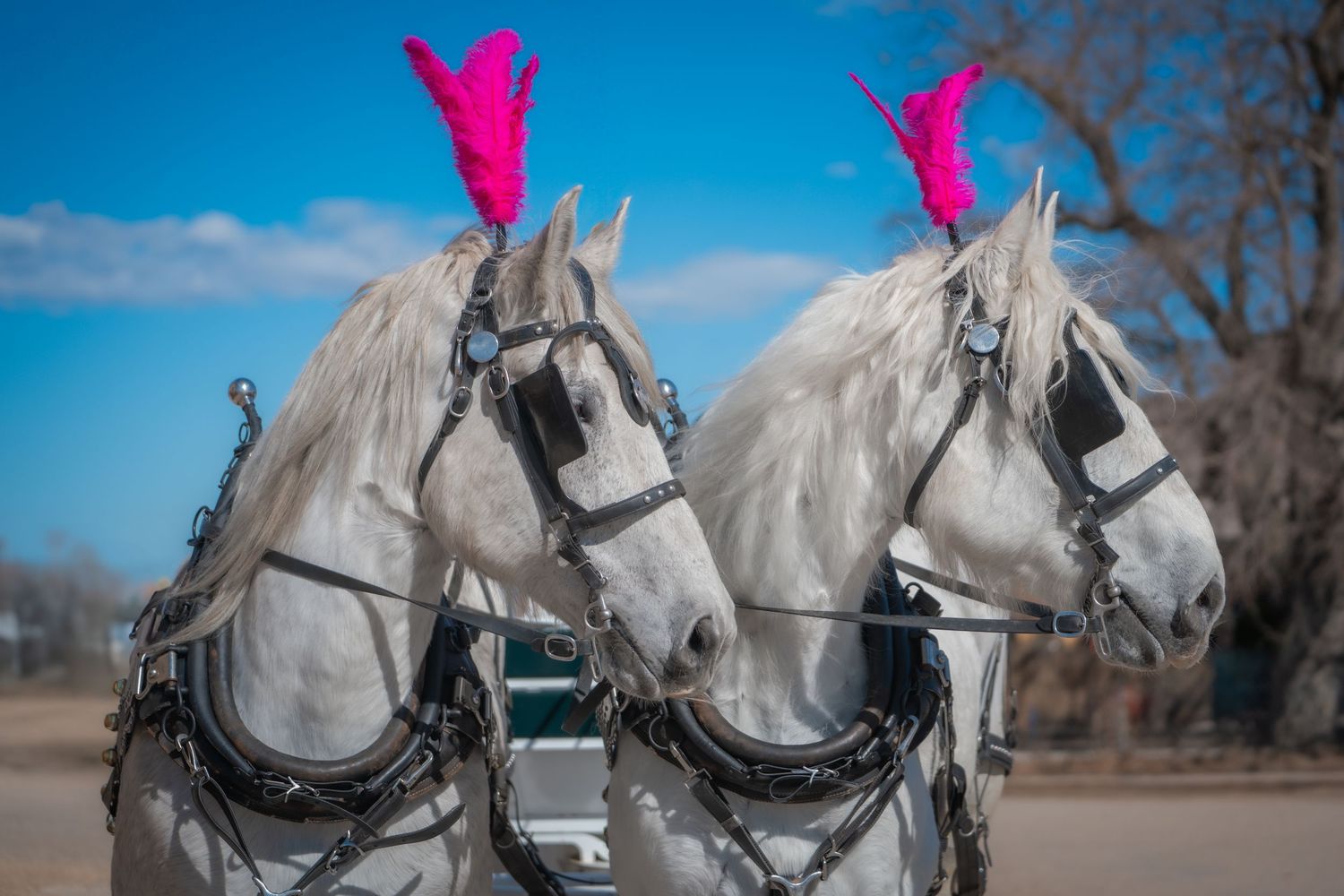 Horse and Carriage, Rental, Rentals, for Weddings, Wedding, Horse and Buggy, for hire, wagon rides, sleigh rides, white horses, photoshoot