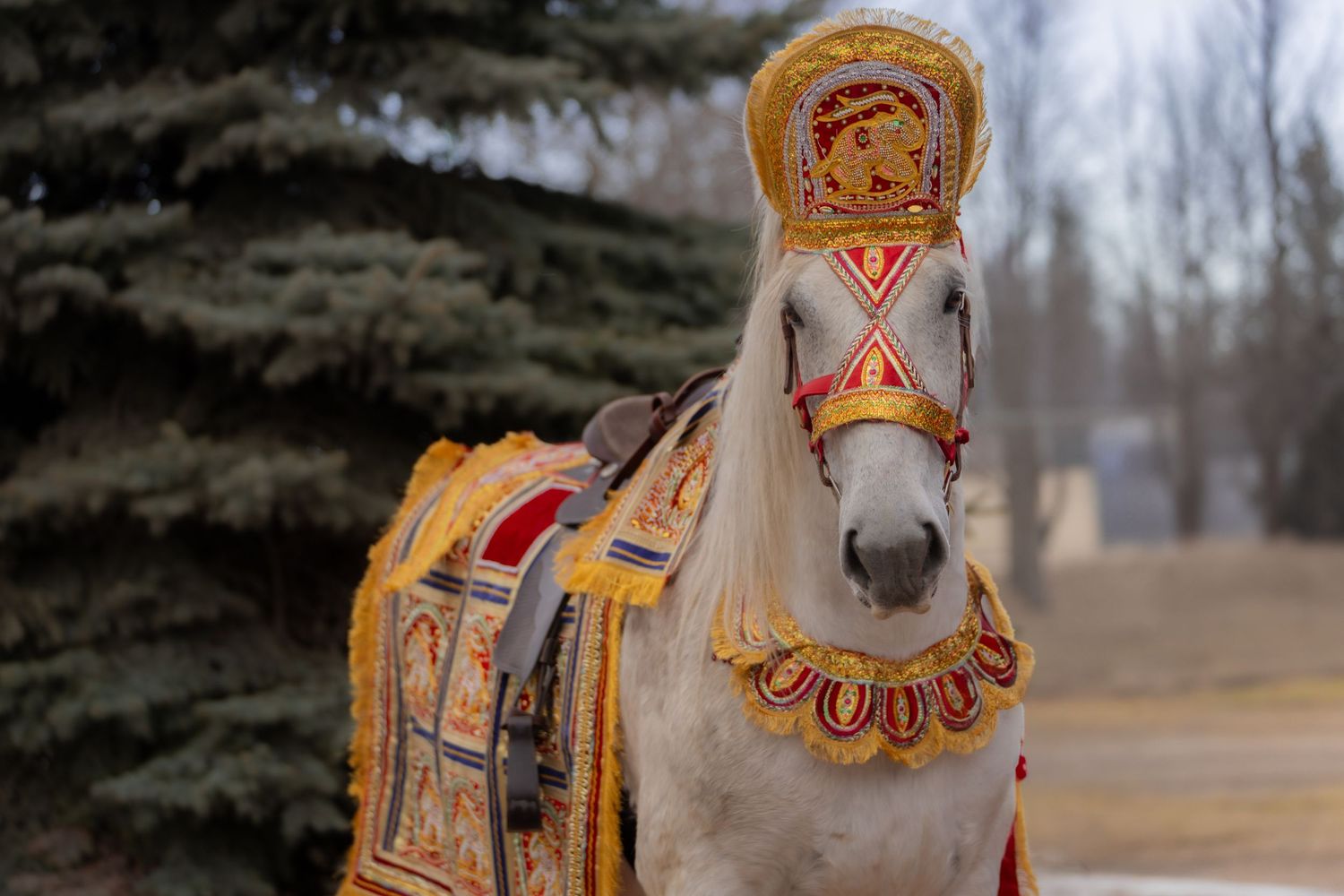 white horse, Baraat, bharaat, Barat, Indian wedding, horse for hire, rental, rent, droll drummer, south asian fashion Manitoba, Saskatchewan