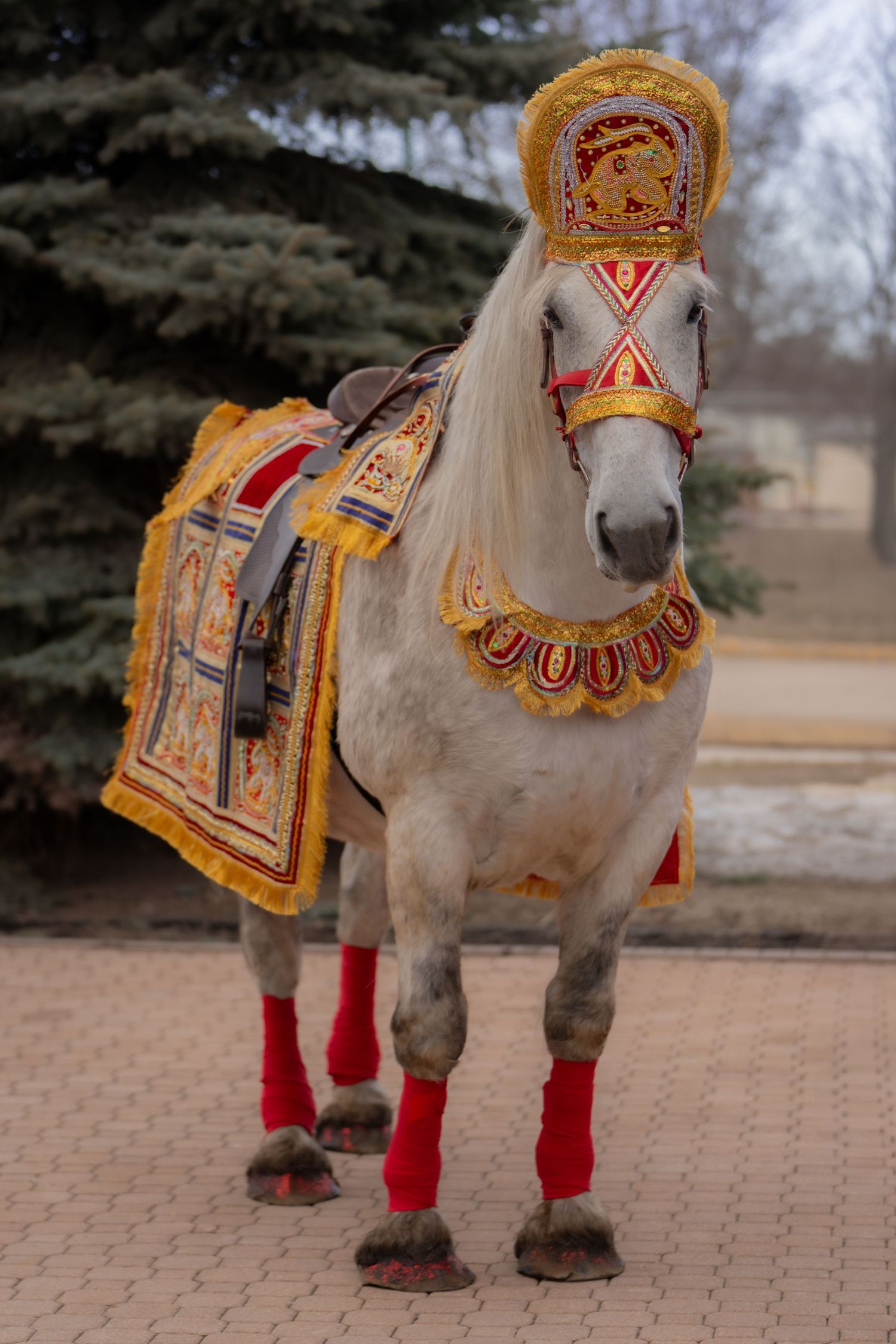 white horse, Baraat, bharaat, Barat, Indian wedding, horse for hire, rental, rent, droll drummer, south asian fashion, engaged, engagement