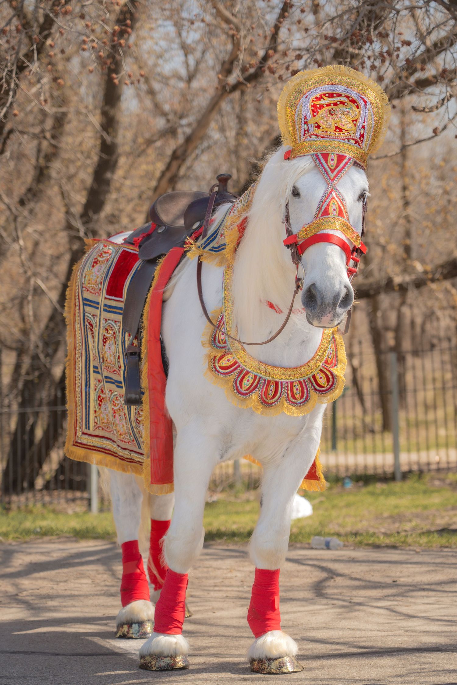 white horse, Baraat, bharaat, Barat, Indian wedding, horse for hire, rental, rent, droll drummer, south asian fashion, engaged, engagement