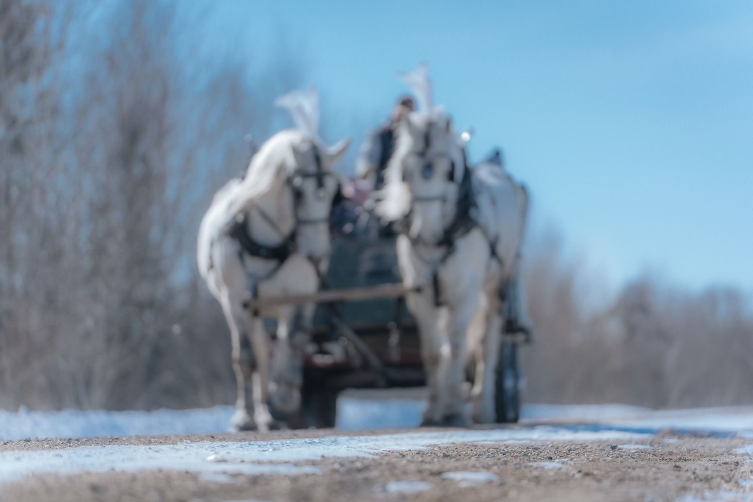 Horse and Carriage, Rental, Rentals, for Weddings, Wedding, Horse and Buggy, for hire, wagon rides, sleigh rides, white horse, ANNIVERSARIES