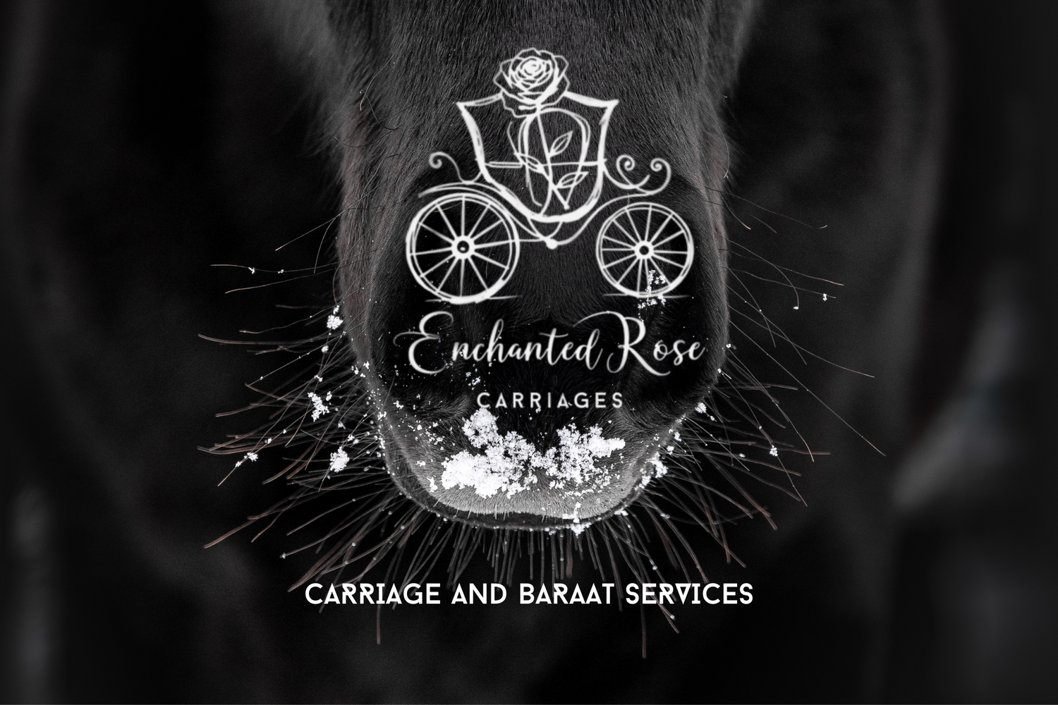 Horse and Carriage, Rental, Rentals, for Weddings, Wedding, Horse and Buggy, for hire, wagon rides, sleigh rides, white horses, engagement