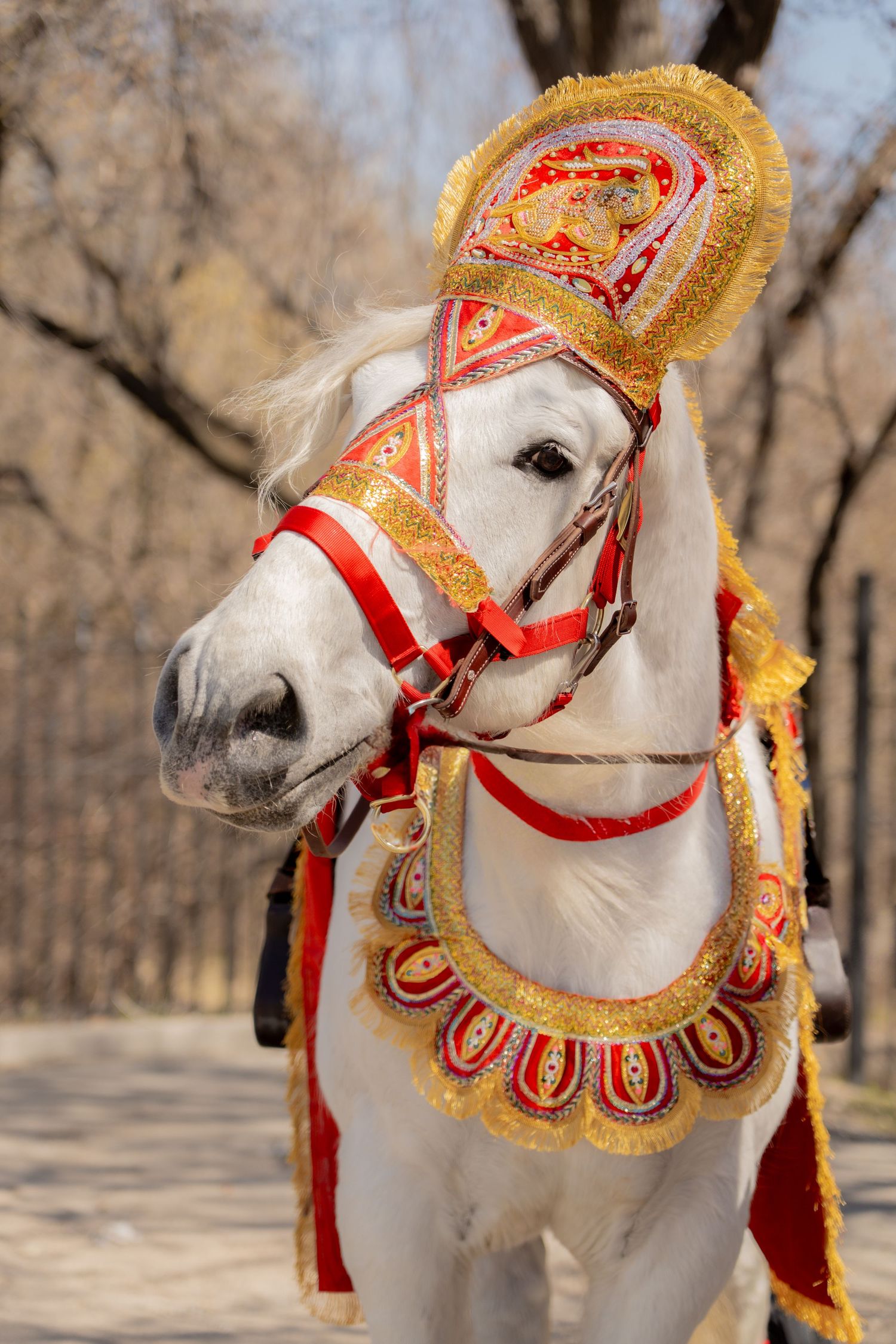 white horse, Baraat, bharaat, Barat, Indian wedding, horse for hire, rental, rent, droll drummer, south asian fashion, engaged, engagement