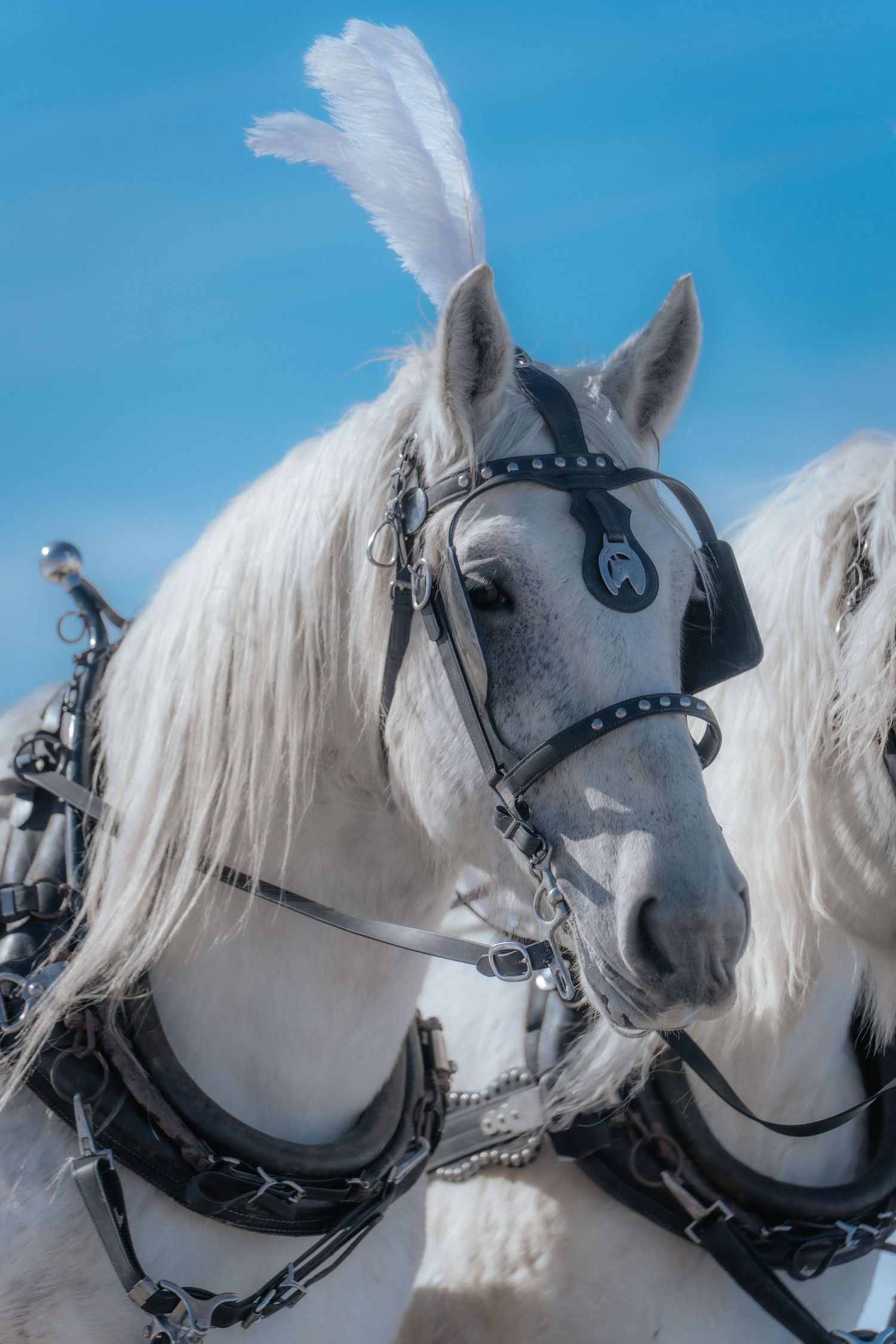 WhiteHorse, Indianwedding, Barat, Bharat, Baraat, Dhol, drummer, horse for hire, southasianfashion, southasianwedding, vidaai ceremony