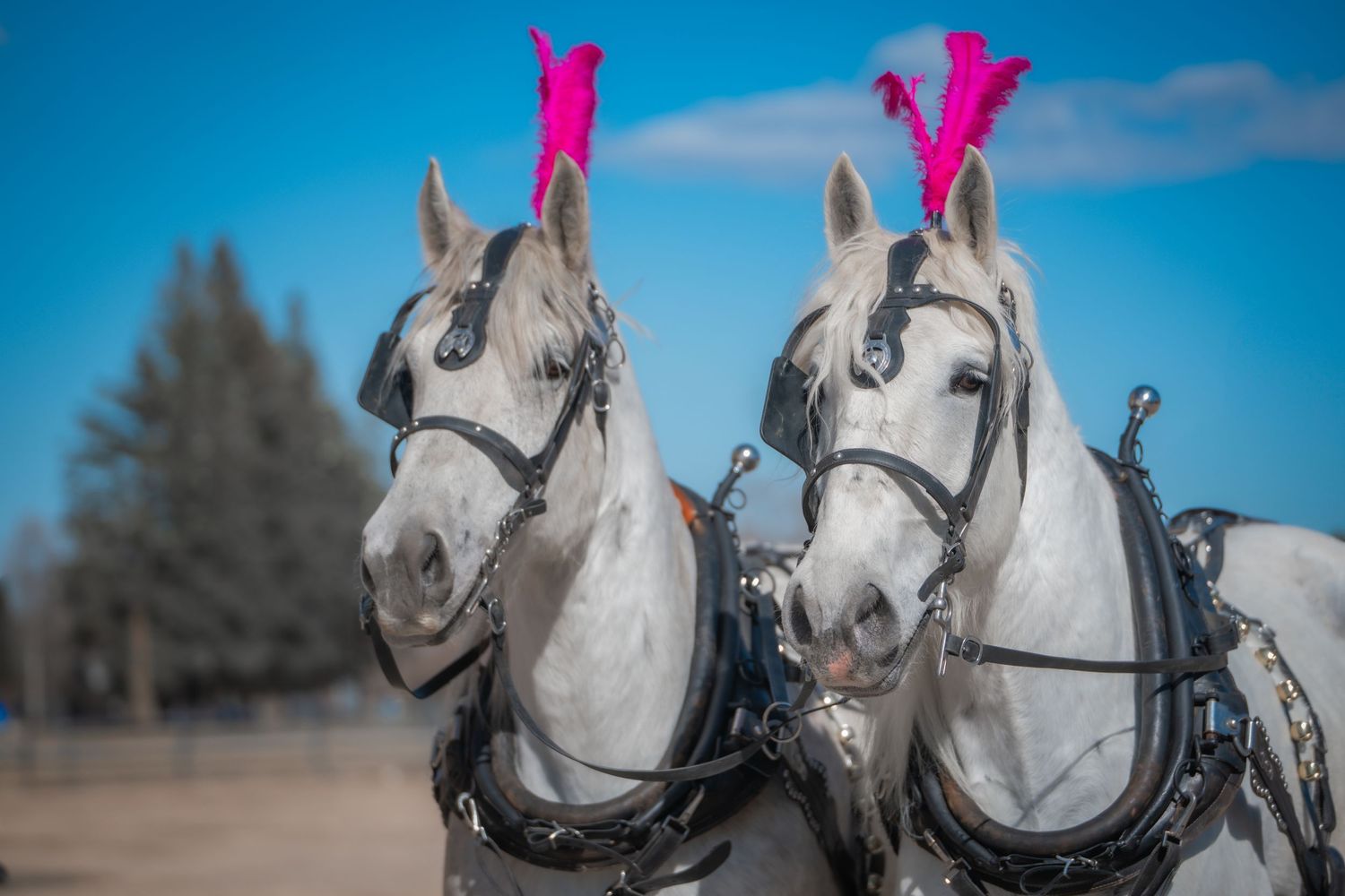Horse and Carriage, Rental, Rentals, for Weddings, Wedding, Horse and Buggy, for hire, wagon rides, sleigh rides, white horses, photoshoot