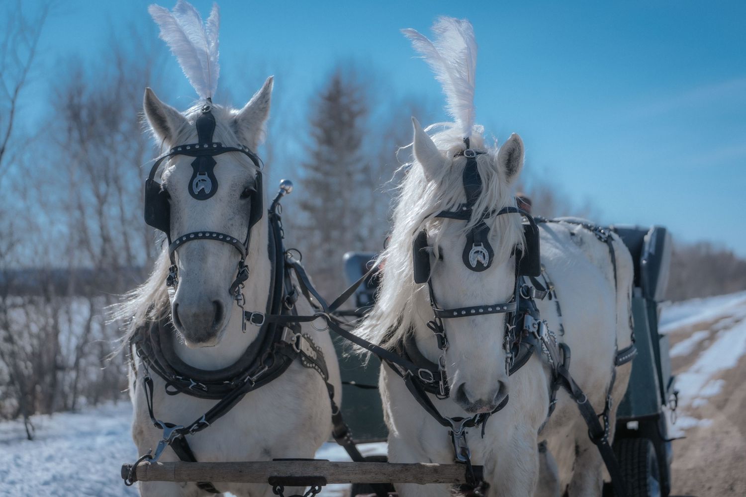 WhiteHorse, Indianwedding, Barat, Bharat, Baraat, Dhol, drummer, horse for hire, southasianfashion, southasianwedding, vidaai ceremony