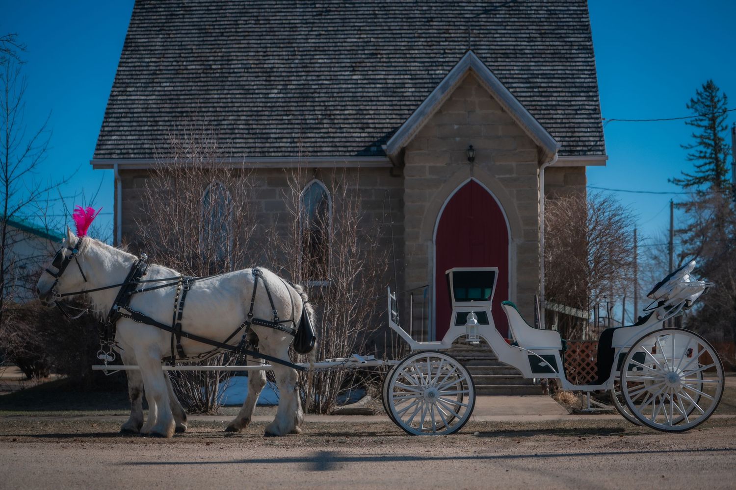 Horse and Carriage, Rental, Rentals, for Weddings, Wedding, Horse and Buggy, for hire, wagon rides, sleigh rides, white horses, photoshoot