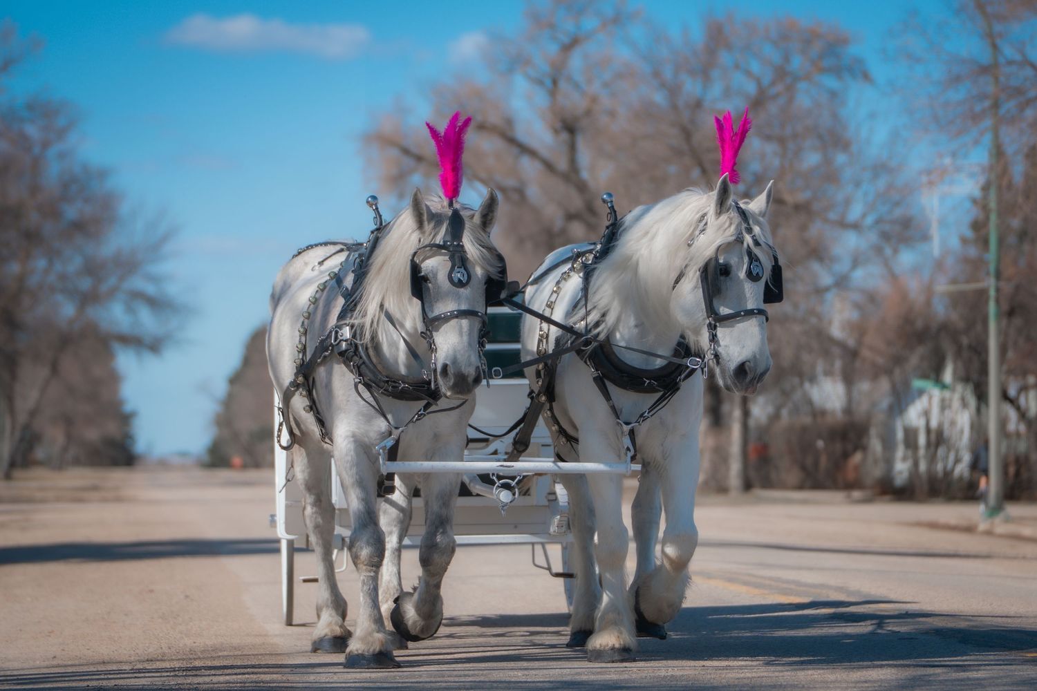 Horse and Carriage, Rental, Rentals, for Weddings, Wedding, Horse and Buggy, for hire, wagon rides, sleigh rides, white horses, photoshoot