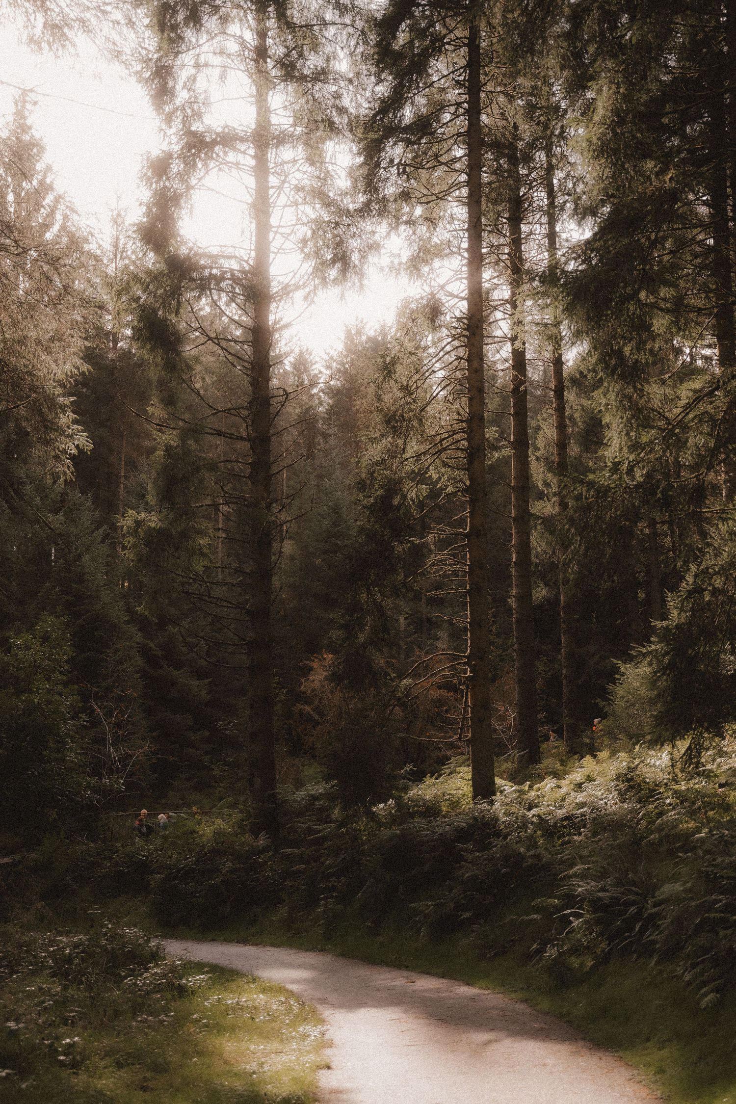 A misty forest path winding through tall evergreen trees with soft sunlight filtering through the branches.