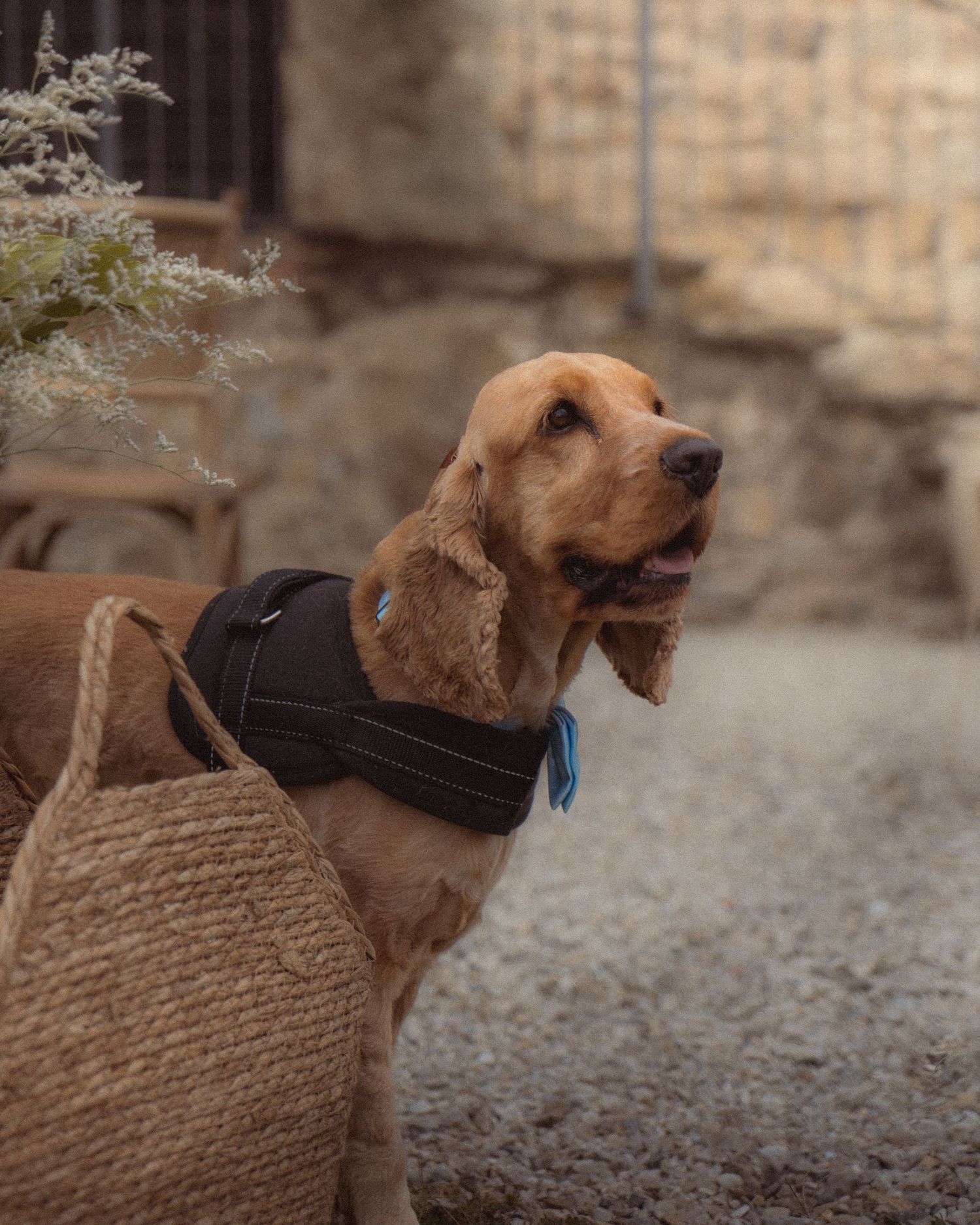 A golden retriever wearing a dark vest sits attentively against a stone wall background.