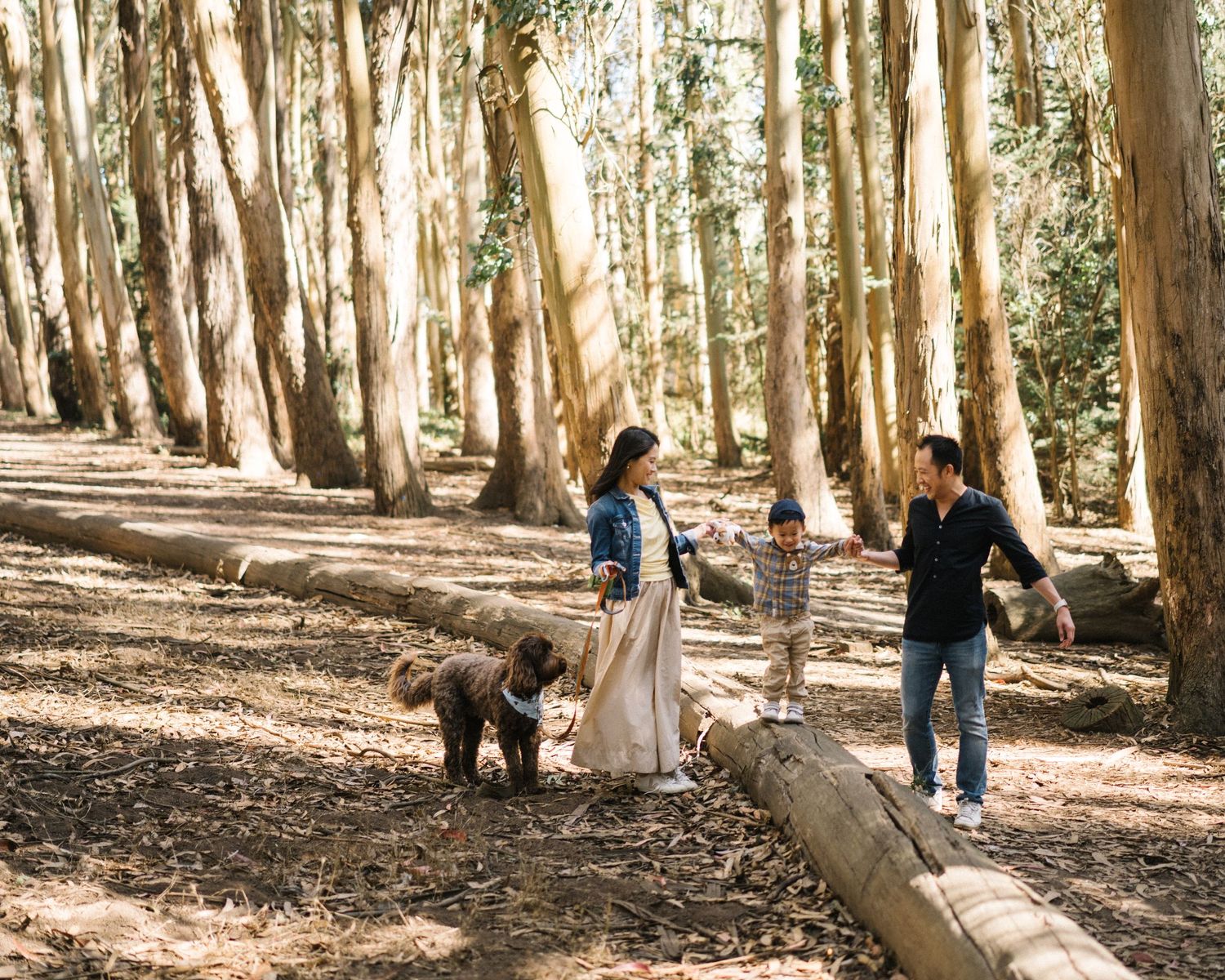 People walking along a sunlit forest path with tall eucalyptus trees casting dappled shadows on the ground.