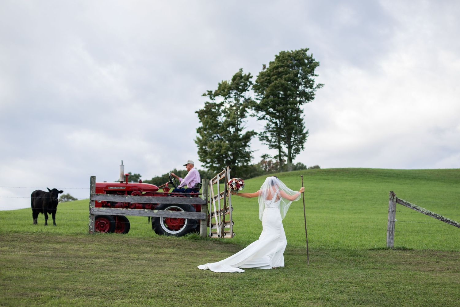 Bride in white gown poses near red tractor on scenic green farm with cattle.