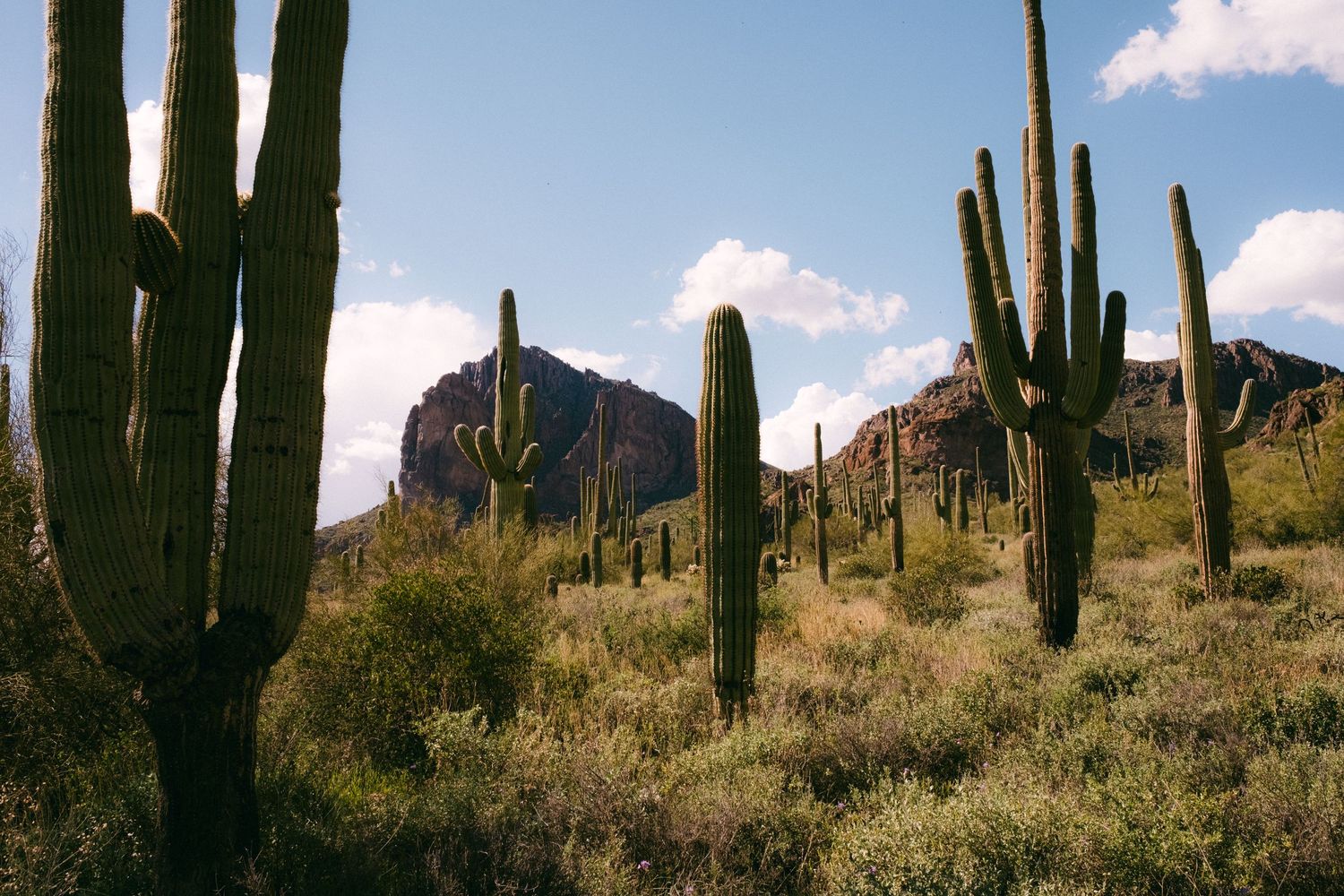 Desert landscape with tall saguaro cacti against mountain backdrop under blue sky.