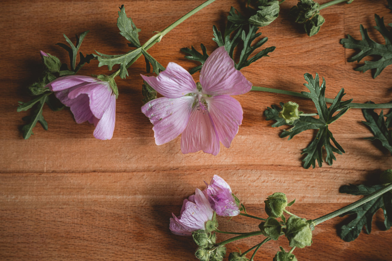 Mallow - The Grizzly Forager: The Definitive Guide to Foraging