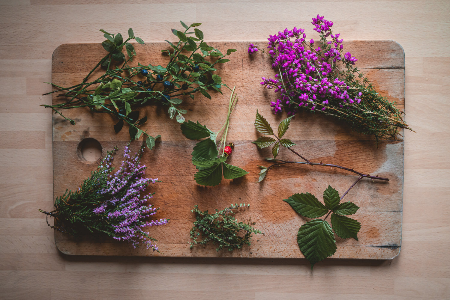 Our Wild Food Top Tens - The Grizzly Forager: The Definitive Guide to ...