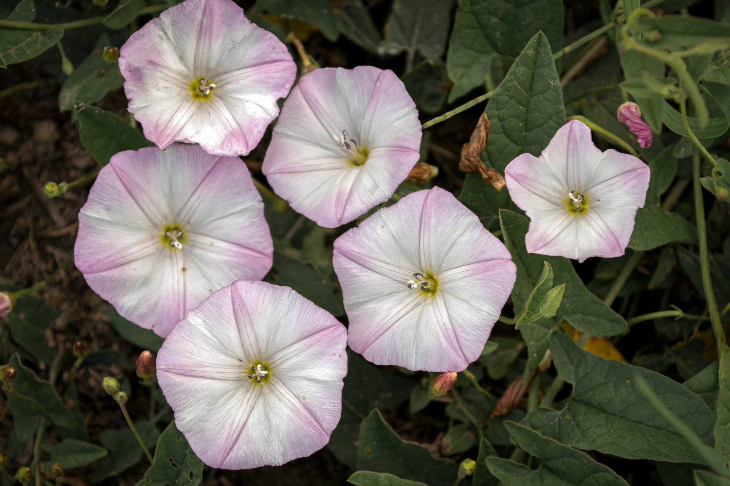 Toxic Lookalikes Meadow Bindweed The Grizzly Forager The Definitive