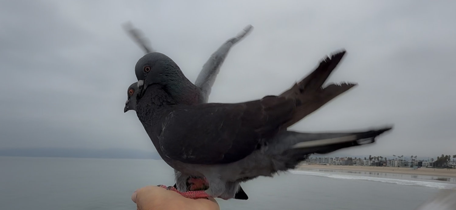 The Joy of Being a Human Perch