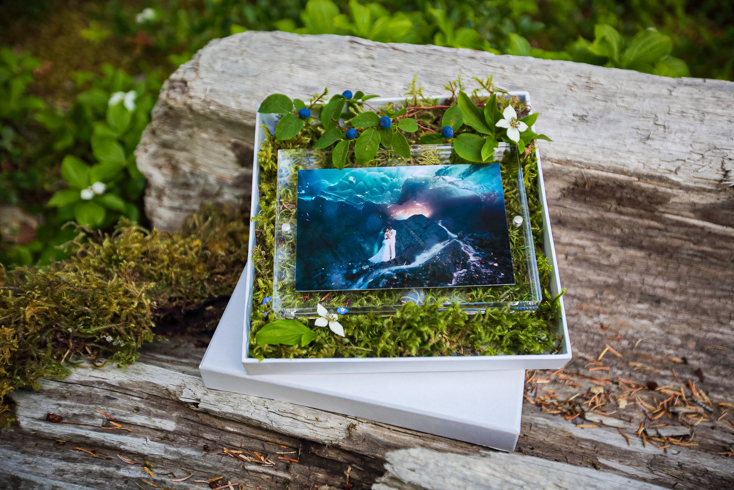 Specials Crow Fox Photography Studio