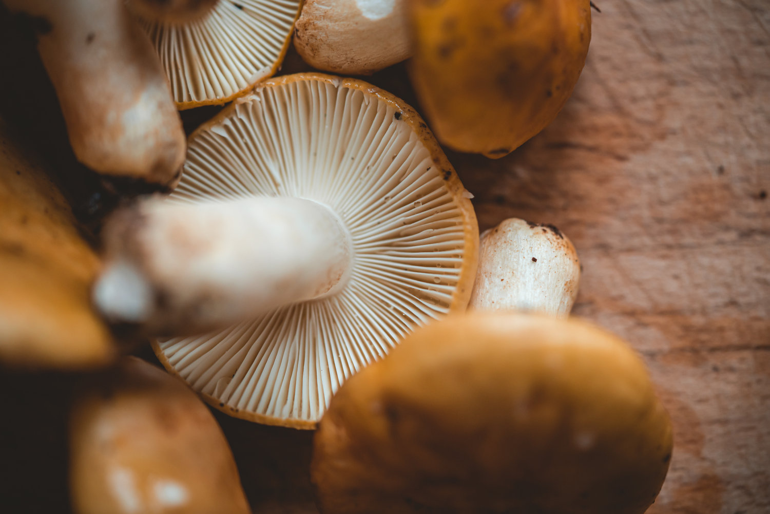 Ochre Brittlegill - The Grizzly Forager: The Definitive Guide to ...