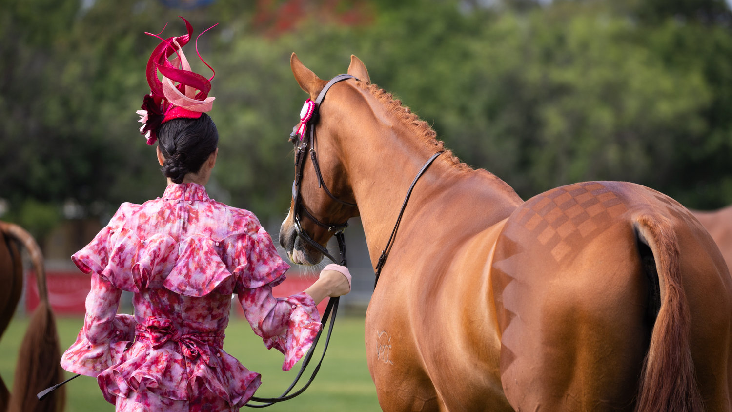 2023 thoroughbred spring fair simon scully photography
