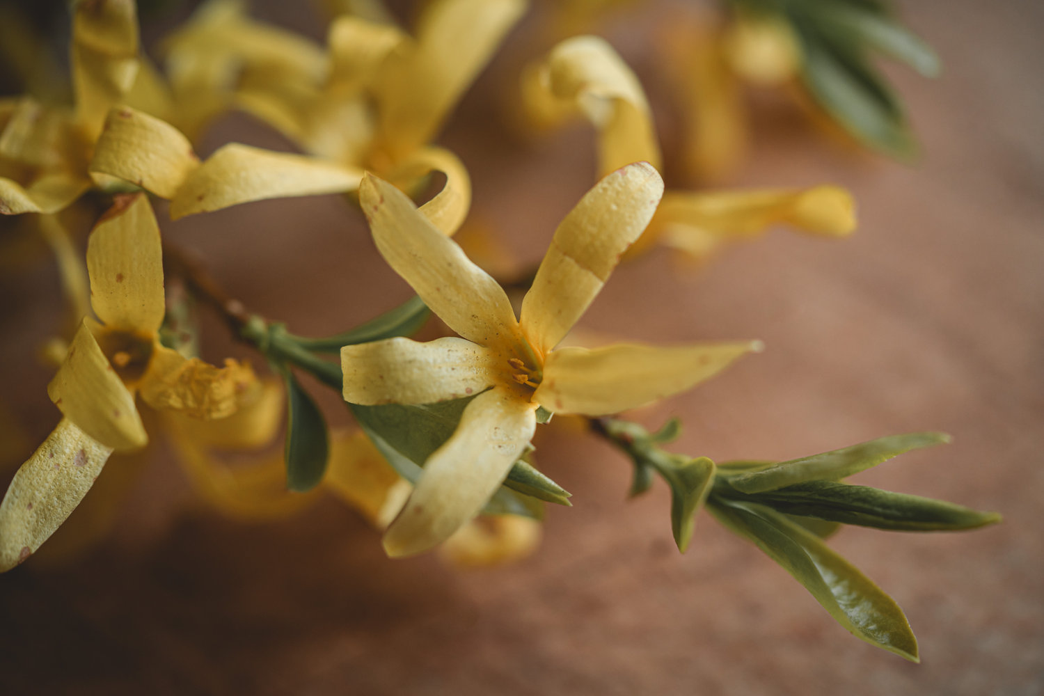 Forsythia - The Grizzly Forager: The Definitive Guide to Foraging with Kids