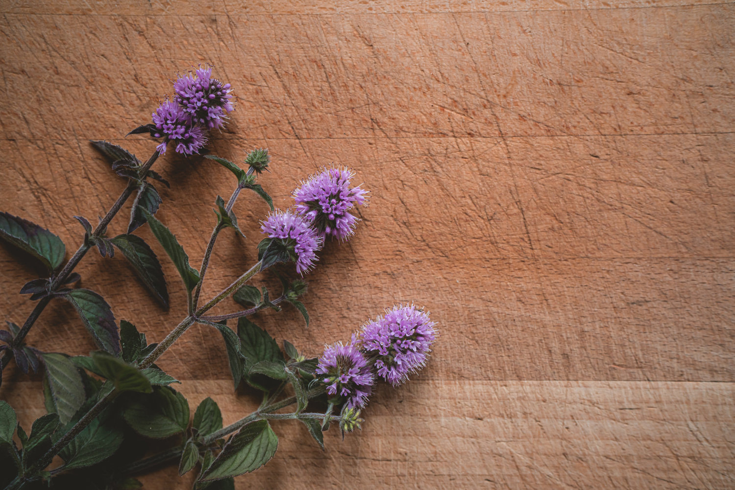 Water Mint - The Grizzly Forager: The Definitive Guide to Foraging with ...