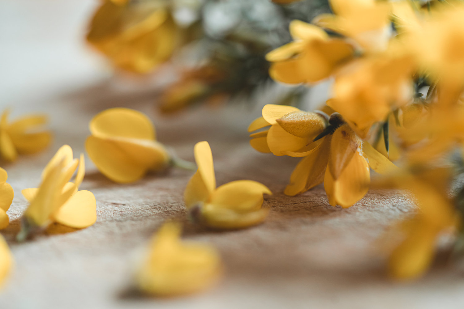 Gorse - The Grizzly Forager: The Definitive Guide to Foraging with Kids