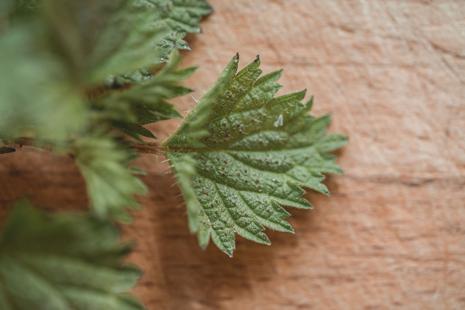 Common Nettle - The Grizzly Forager: The Definitive Guide to Foraging ...
