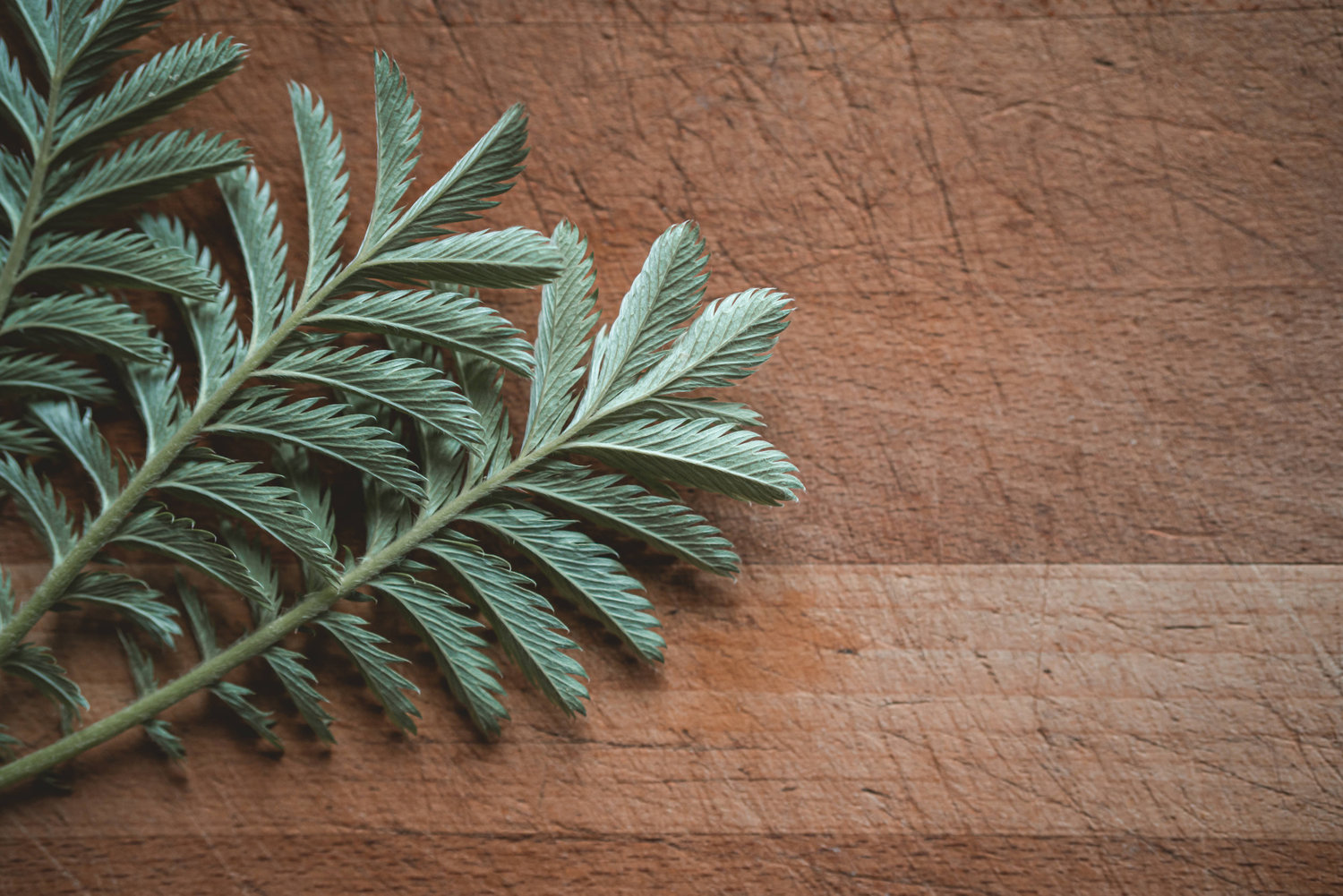 Silverweed - The Grizzly Forager: The Definitive Guide to Foraging with ...