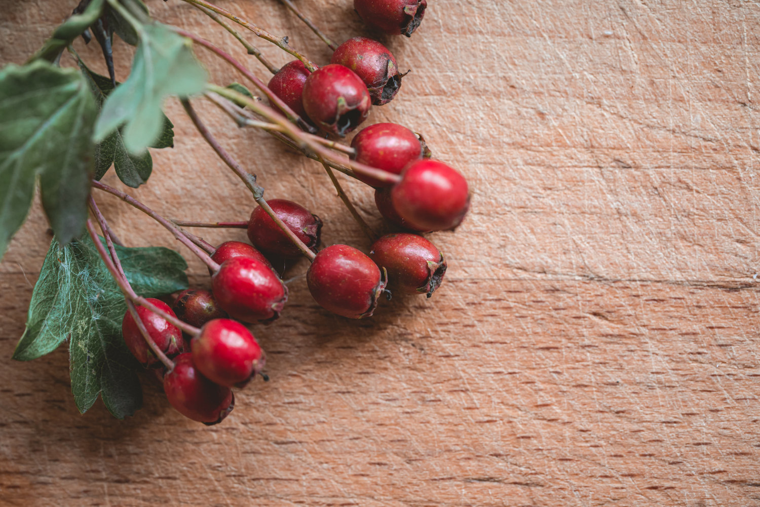 Top 10 Hedgerow Wild Food Finds - The Grizzly Forager: The Definitive ...