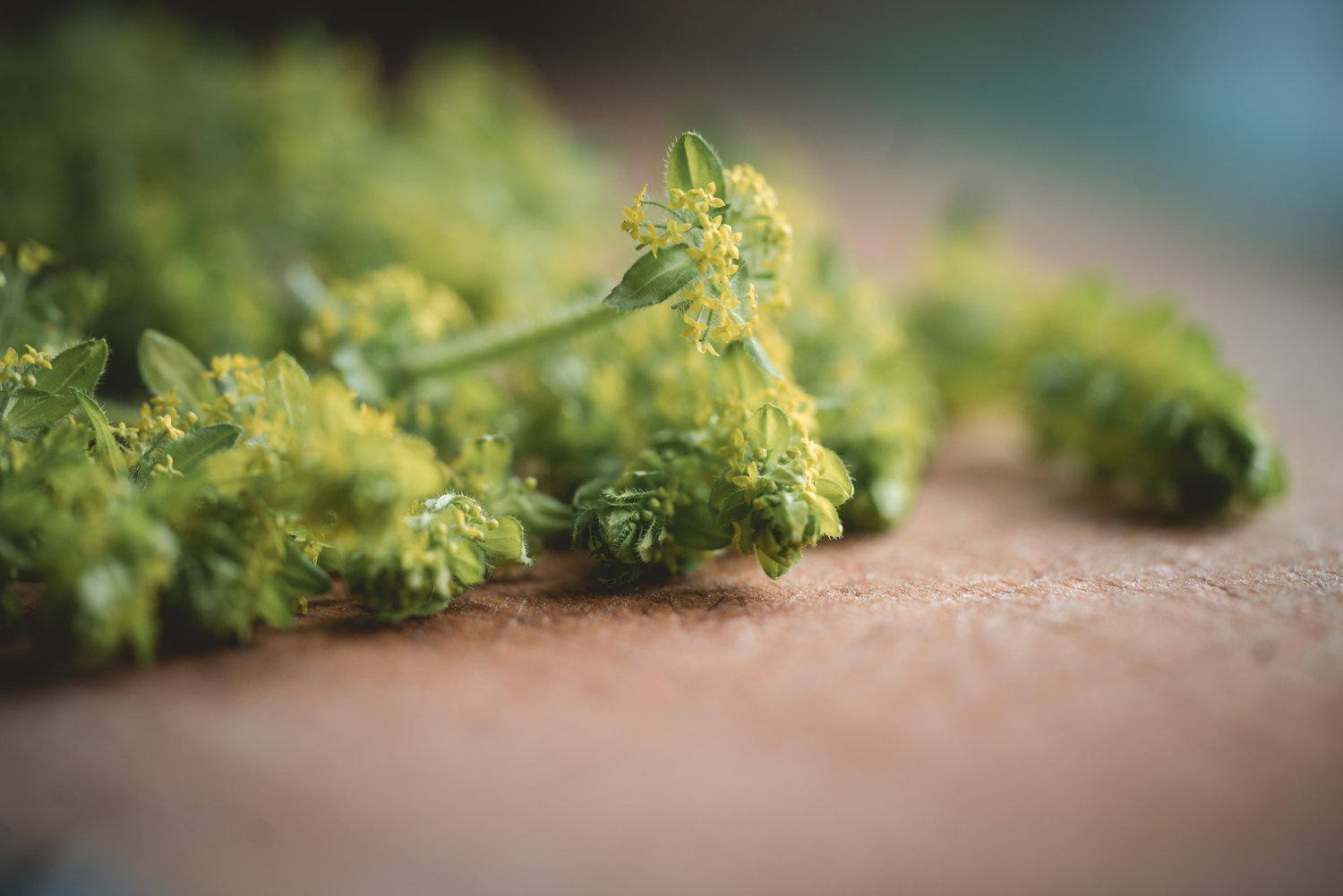 Crosswort - The Grizzly Forager: The Definitive Guide to Foraging with Kids