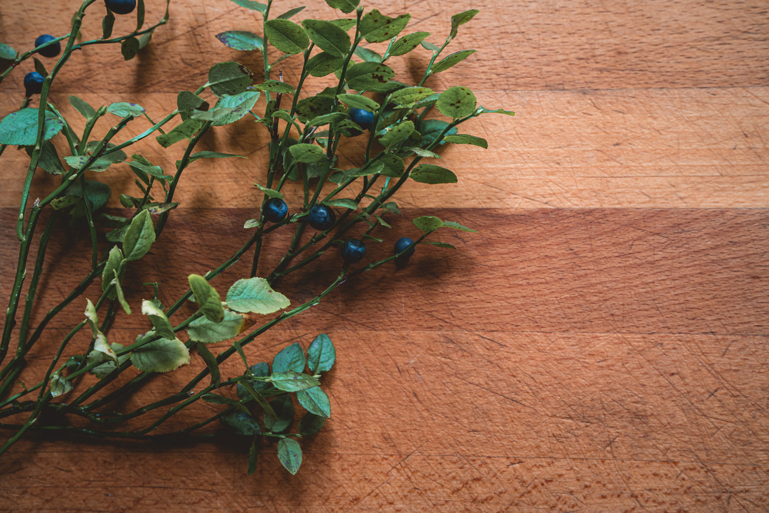 Bilberry - The Grizzly Forager: The Definitive Guide to Foraging with Kids