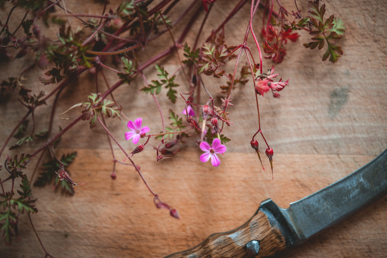 Herb Robert - The Grizzly Forager: The Definitive Guide to Foraging ...
