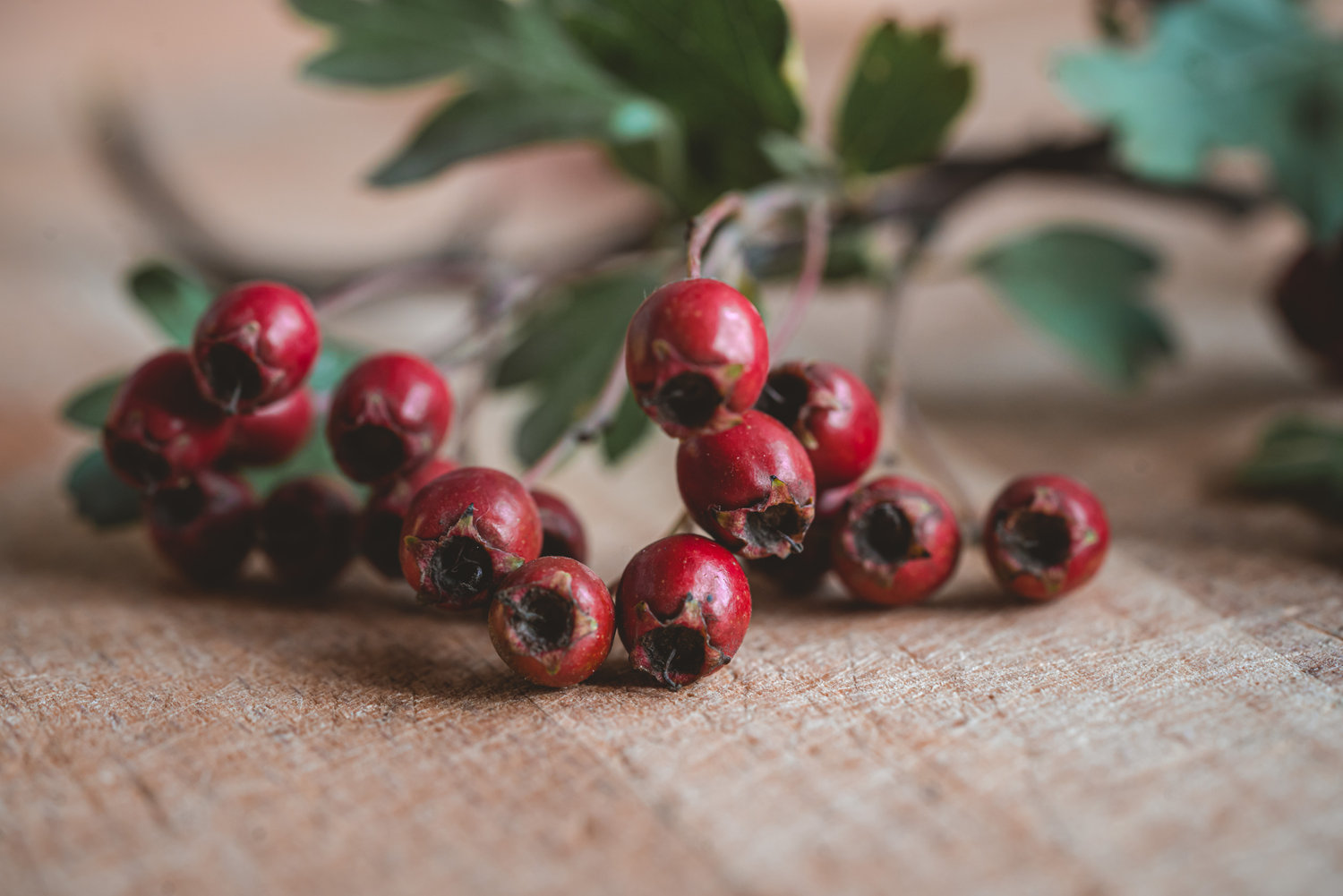 Haws - The Grizzly Forager: The Definitive Guide to Foraging with Kids