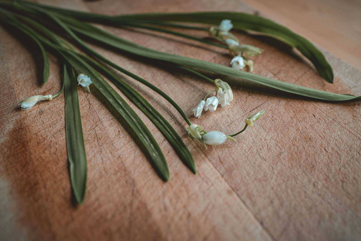 Wild Leek - The Grizzly Forager: The Definitive Guide to Foraging with Kids