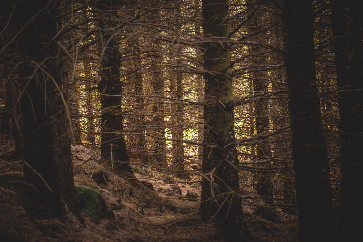 Where to Forage - The Grizzly Forager: The Definitive Guide to Foraging ...
