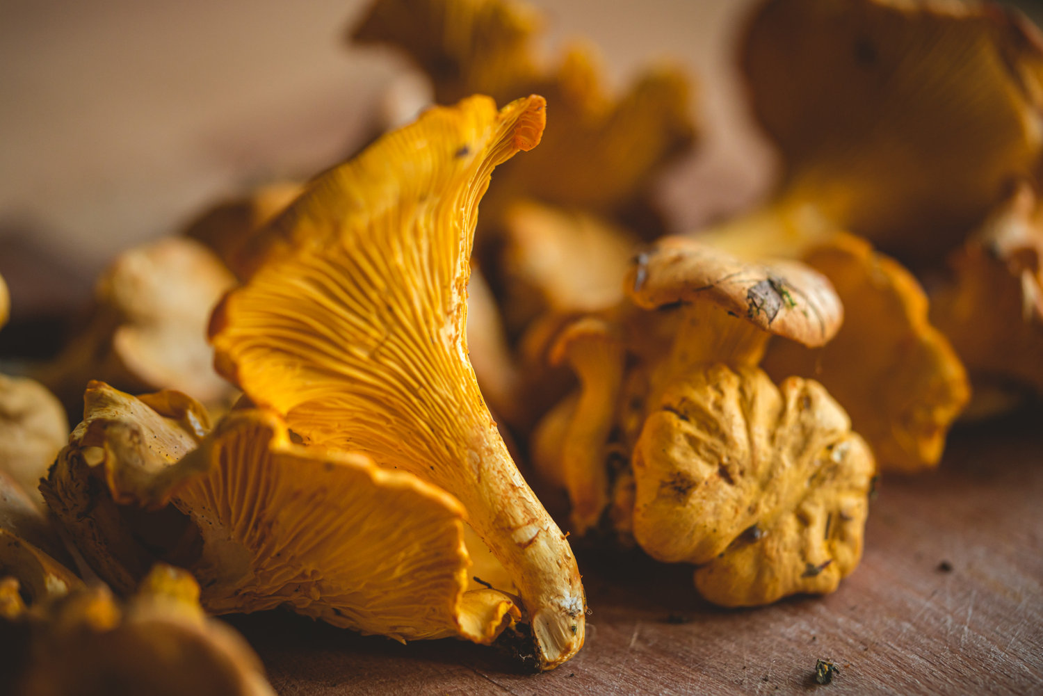 Recipes Sweet Pickled Chanterelles The Grizzly Forager The