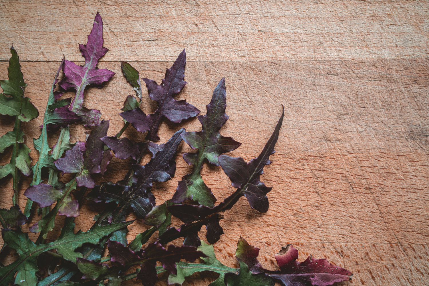 Wall Lettuce - The Grizzly Forager: The Definitive Guide to Foraging ...